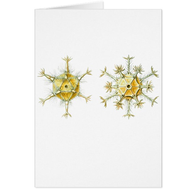 Protozoarios ameboides (Frente)