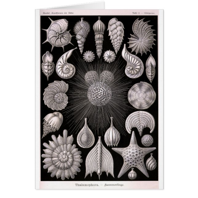 Protozoos de THALAMOPHORA Kammerlinge (Frente)