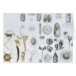 Protozoos y celerentéreos