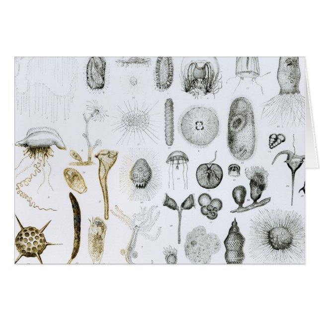 Protozoos y celerentéreos (Anverso (Horizontal))