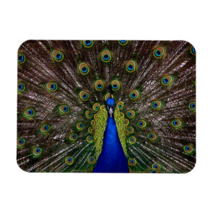 Proud Peacock imán