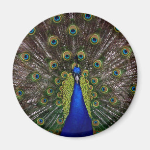 Proud Peacock imán