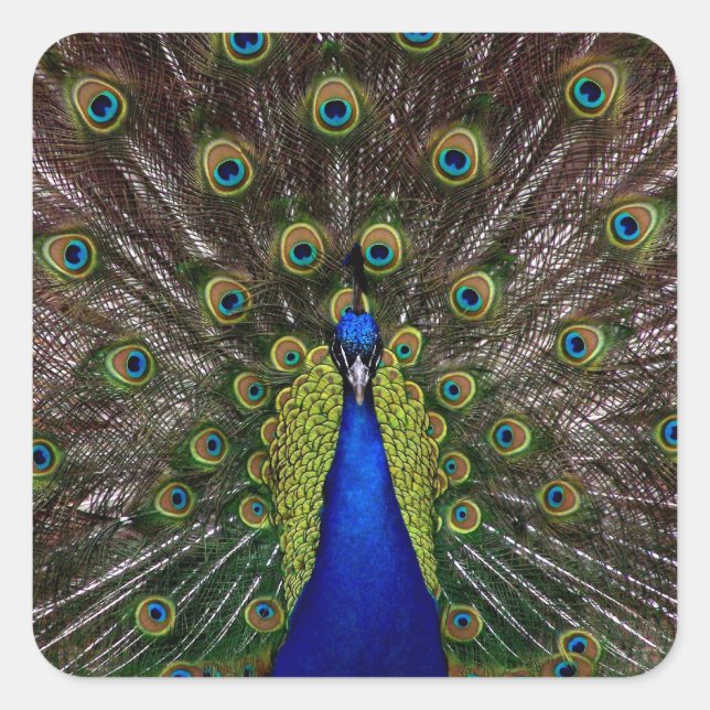 Proud Peacock pegatinas (Anverso)