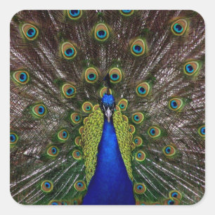 Proud Peacock pegatinas