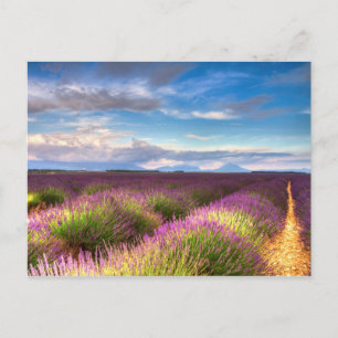 Provenza - postal de los campos de lavanda