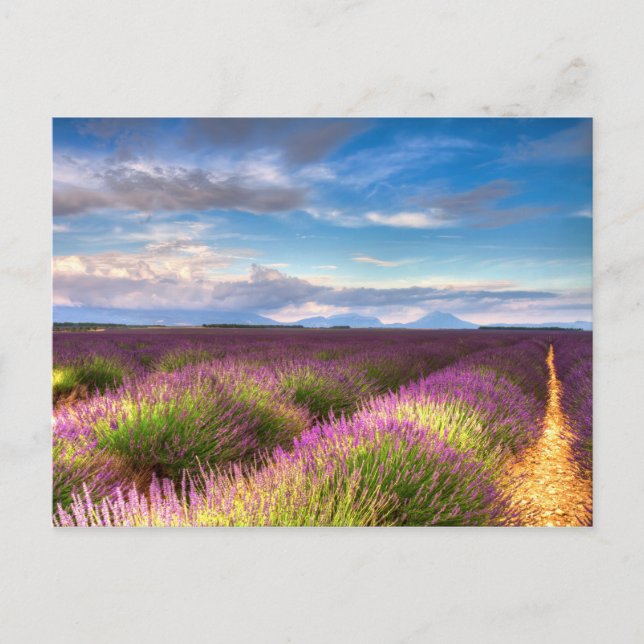 Provenza - postal de los campos de lavanda (Anverso)