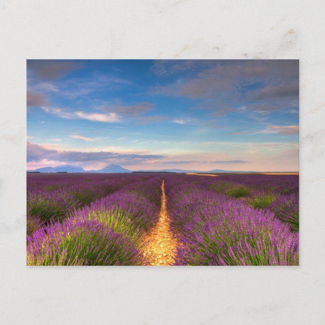 Provenza - postal de los campos de lavanda (Anverso)