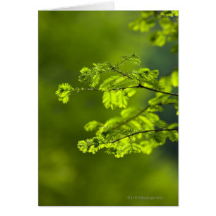 Provincia de Hunán, China, Asia