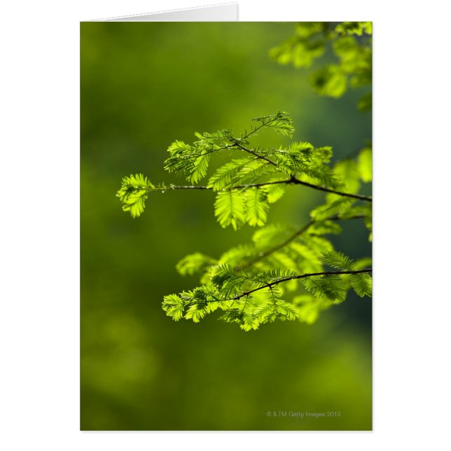 Provincia de Hunan, China, Asia (Frente)