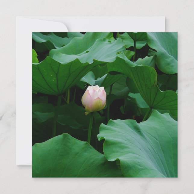 Próximamente floreciendo (Anverso)