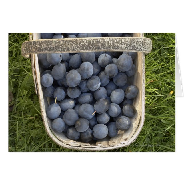 Prunus domestica, Damsons (Anverso (Horizontal))