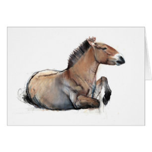 Przewalski asentado 2011