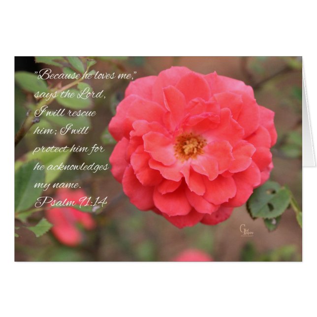 Psalm 91:14 Tarjeta Rosa Pachy Rosa (Anverso (Horizontal))