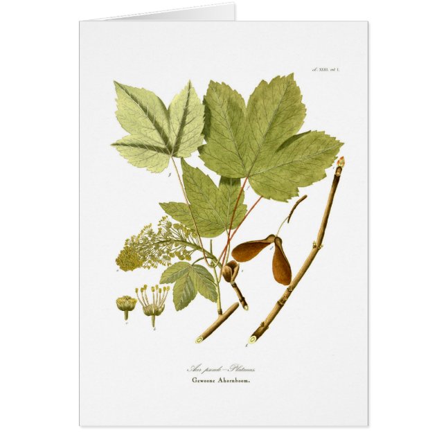 Pseudo-platanus de Acer (Frente)