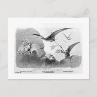 Pterodáctilos arte postal
