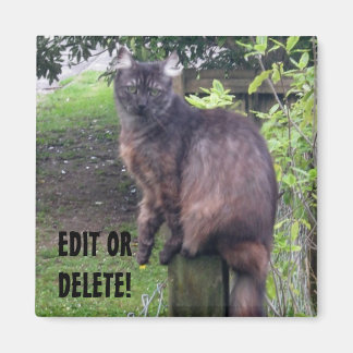 Publicar imán de gato