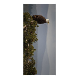Publicitaria Eagle calvo - tarjeta del estante
