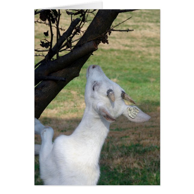 ¿Puedo Escalar Este Árbol? (Frente)