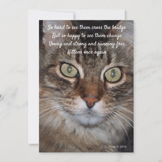 Puente arco iris - gato (Anverso)