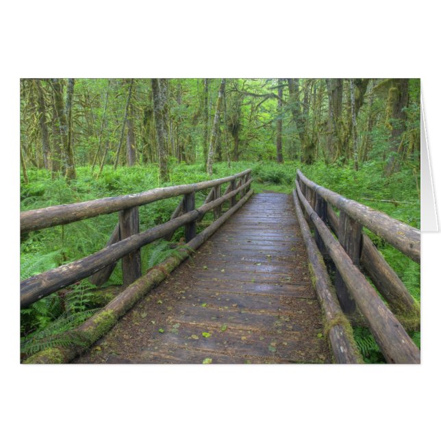 puente de madera del sendero Maple Glade, helechos (Anverso (Horizontal))