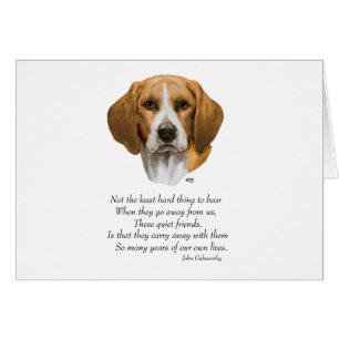 Puente del Arcoiris Beagle