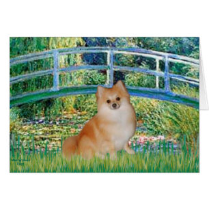 Puente Pomeranian 3