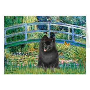 Puente Pomeranian (negro)