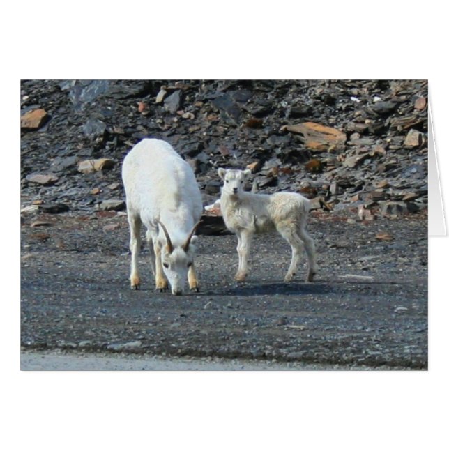 Puerta de la tarjeta blanca ártica (Anverso (Horizontal))