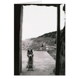 Puerta de perro