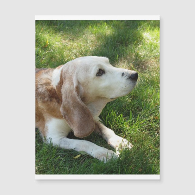 puesta de beagles.png (Anverso)