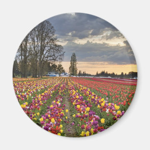 Puesta del sol en el imán de la granja del tulip