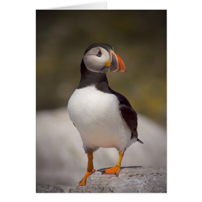 Puffin (Frente)