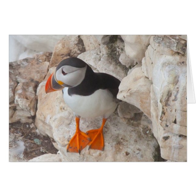 PUFFIN (Anverso (Horizontal))