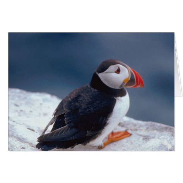Puffin (Anverso (Horizontal))