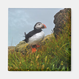 Puffin en un imán de abismo acantilado