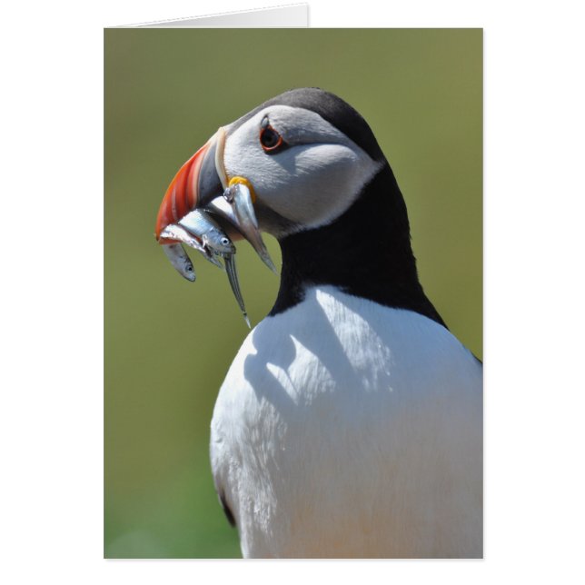 Puffin Fisherman (Frente)