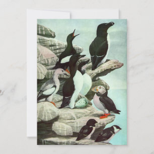 Puffines y aves acuáticas antiguas por Louis Fuert
