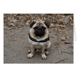 Pug