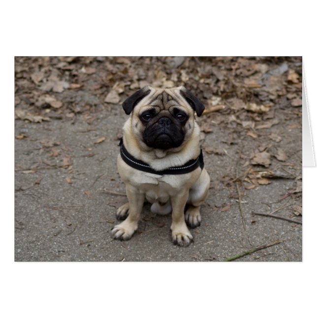 Pug (Anverso (Horizontal))