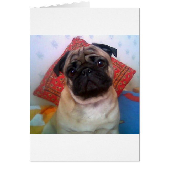pug 4.png (Frente)