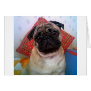 pug 4.png