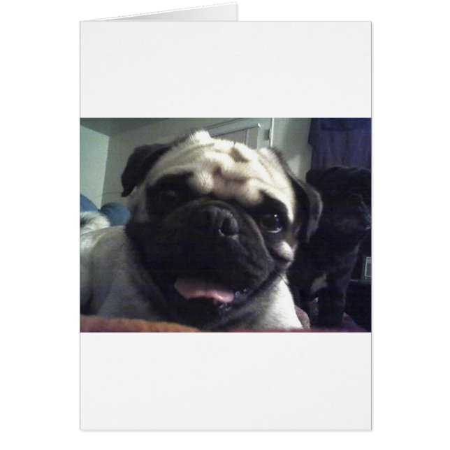 Pug 5.png (Frente)