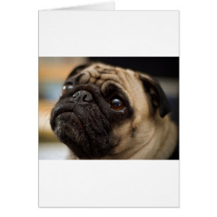 Pug Adorable