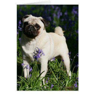 Pug al alba parado en los Bluebells