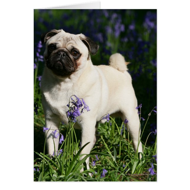 Pug al alba parado en los Bluebells (Frente)