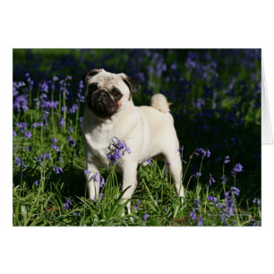 Pug al alba parado en los Bluebells