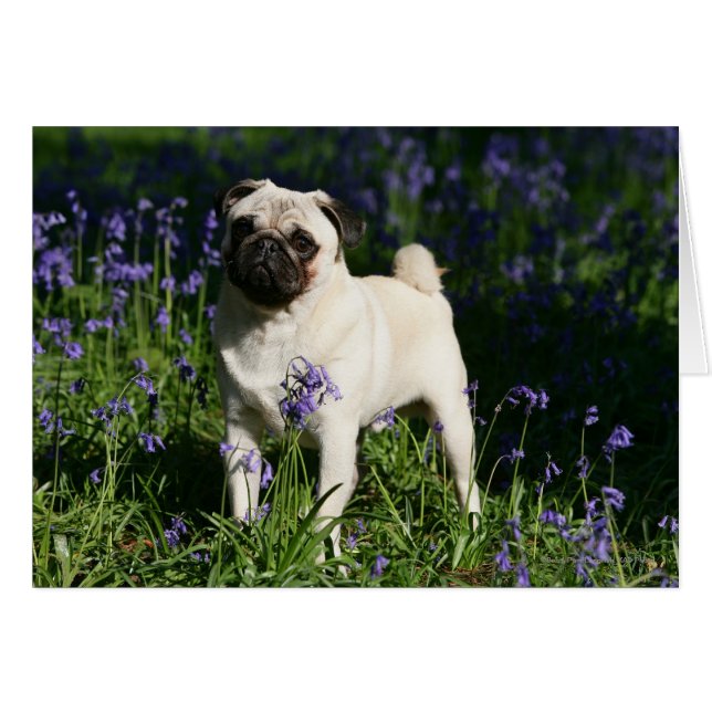Pug al alba parado en los Bluebells (Anverso (Horizontal))