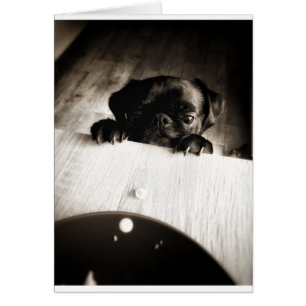 pug asomándose en bw