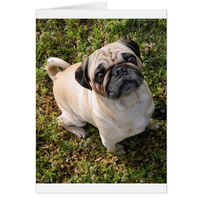 pug cervato completo.png (Frente)
