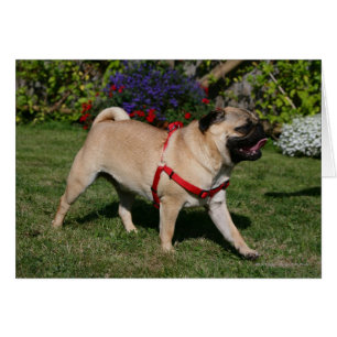 Pug Con Mazo Rojo